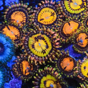 buttmuncher, zoa, paly, yellow zoa, BM zoa